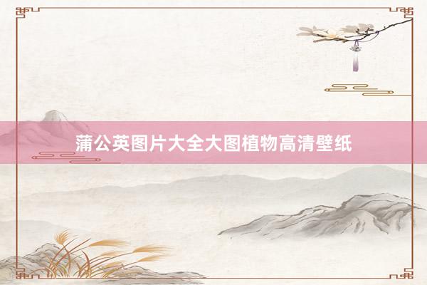 蒲公英图片大全大图植物高清壁纸